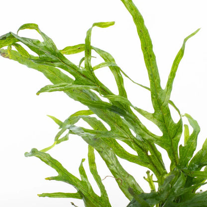 Java Fern - Microsorium pteropus 'Trident Mini' (Rare)