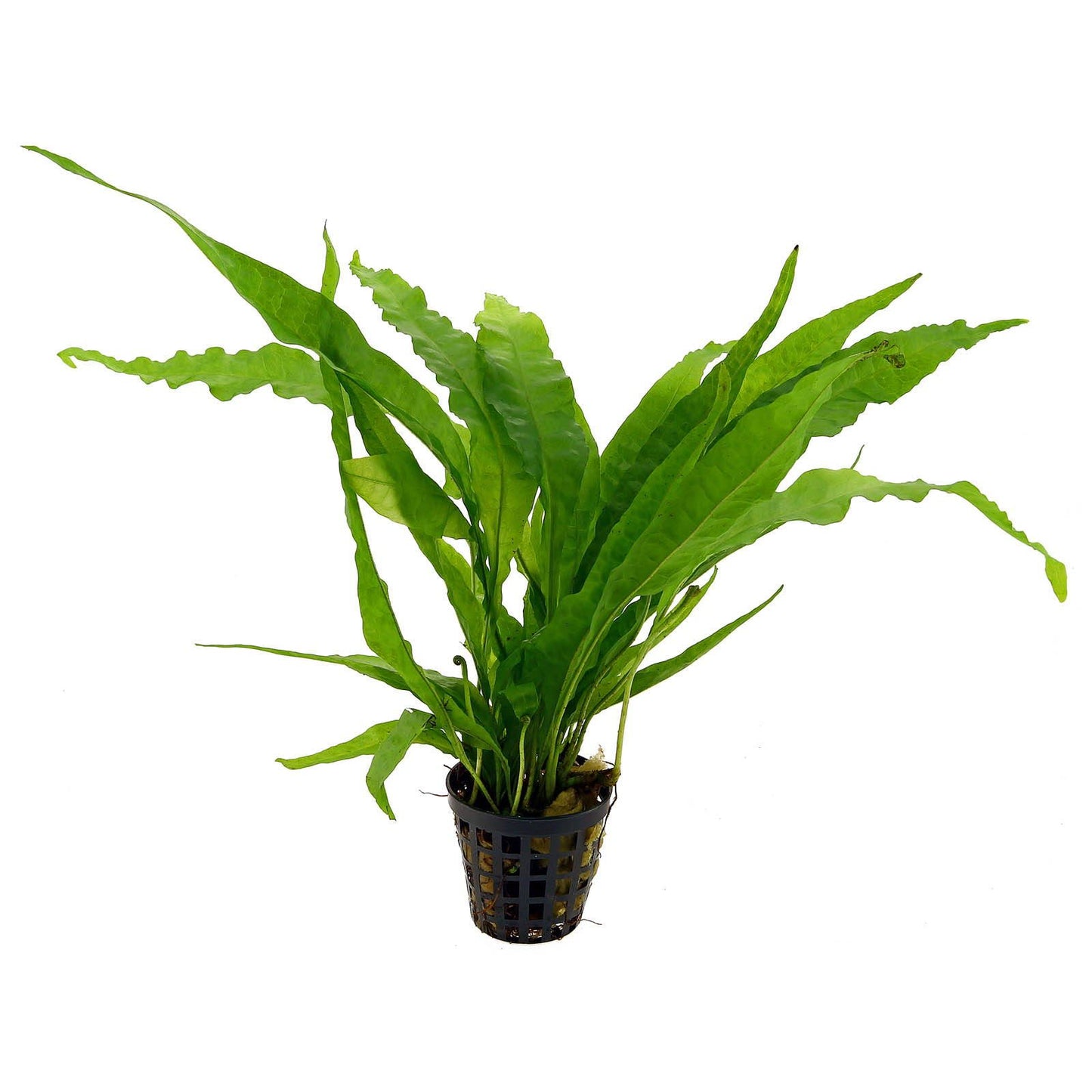 Java Fern - Microsorium pteropus 'Regular'