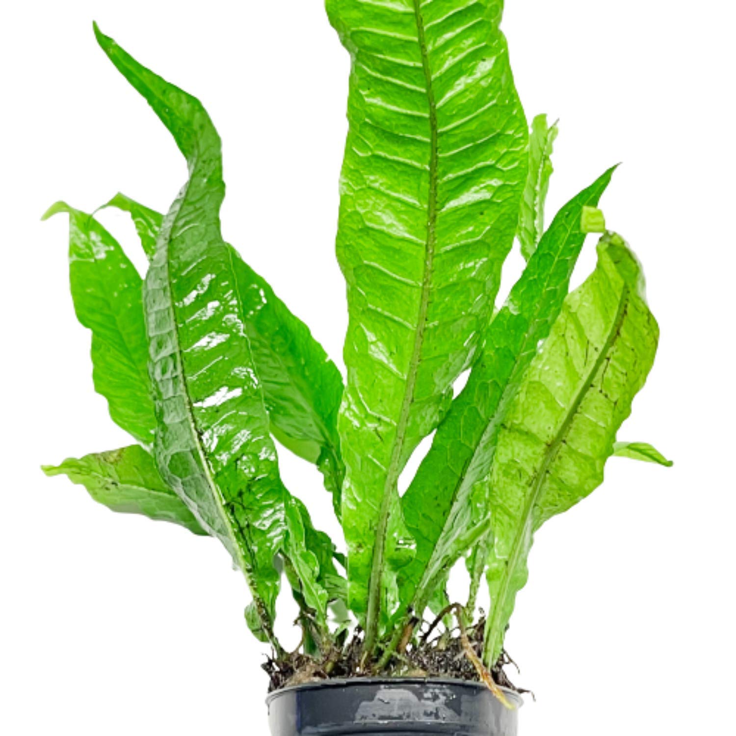 Java Fern - Microsorium pteropus 'Regular' – Aquarium Gallery