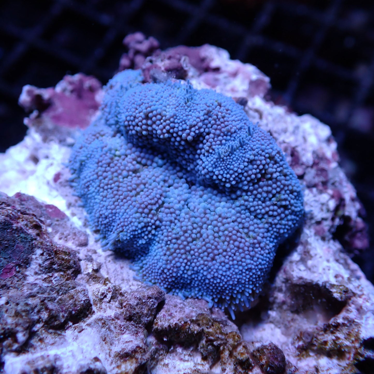 Anemone MiniMAXI Blue
