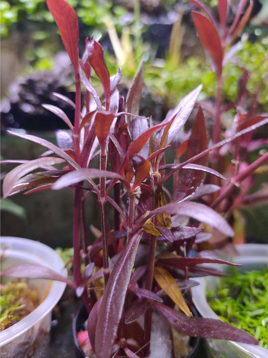 Alternanthera sessilis (Violet Alt) - *Bog Plant - Not True Aquatic*
