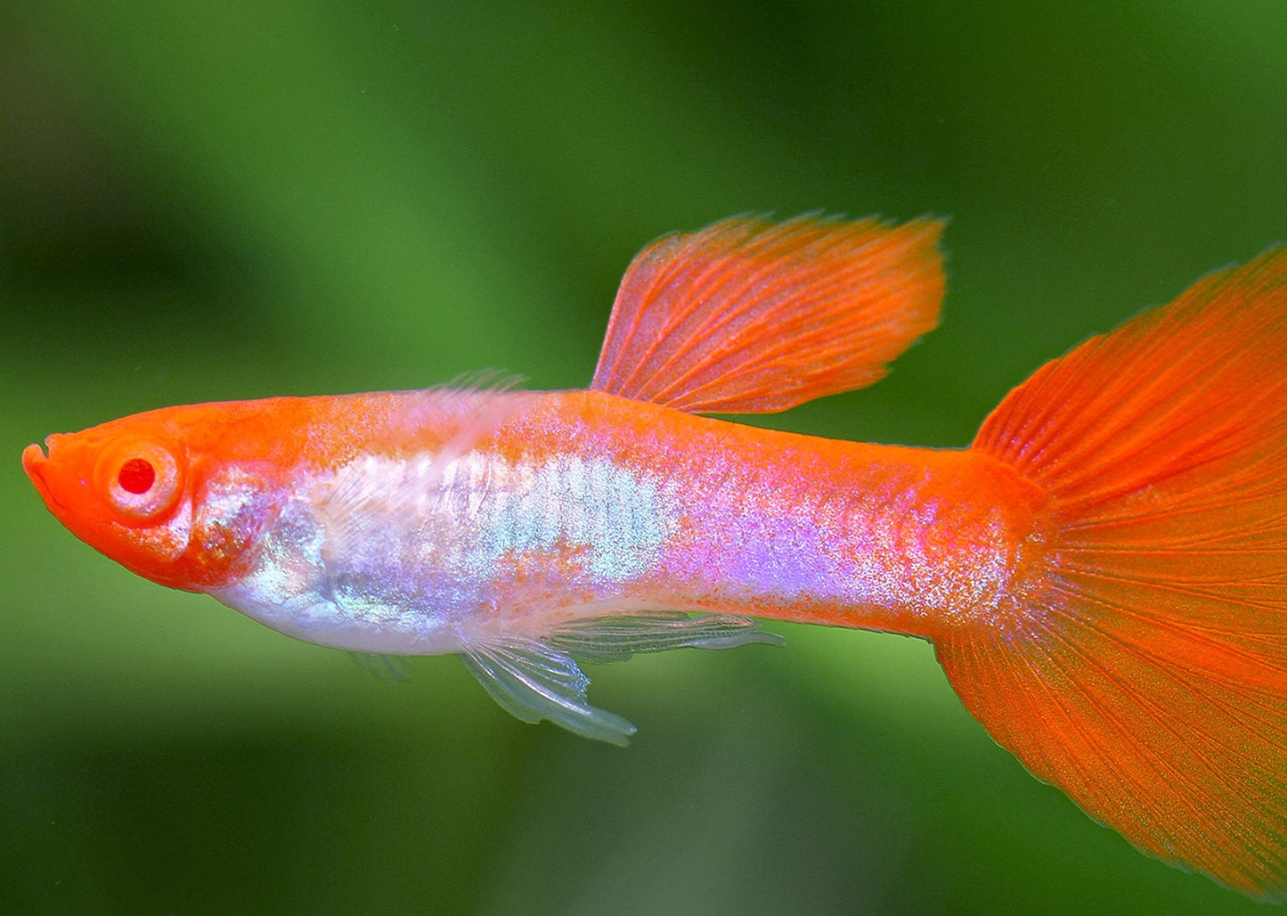Guppy Golden Koi Male
