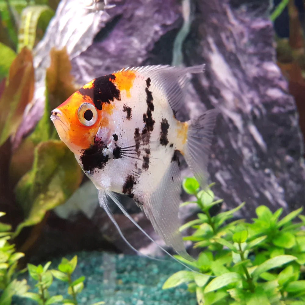 Angelfish Koi 5cm