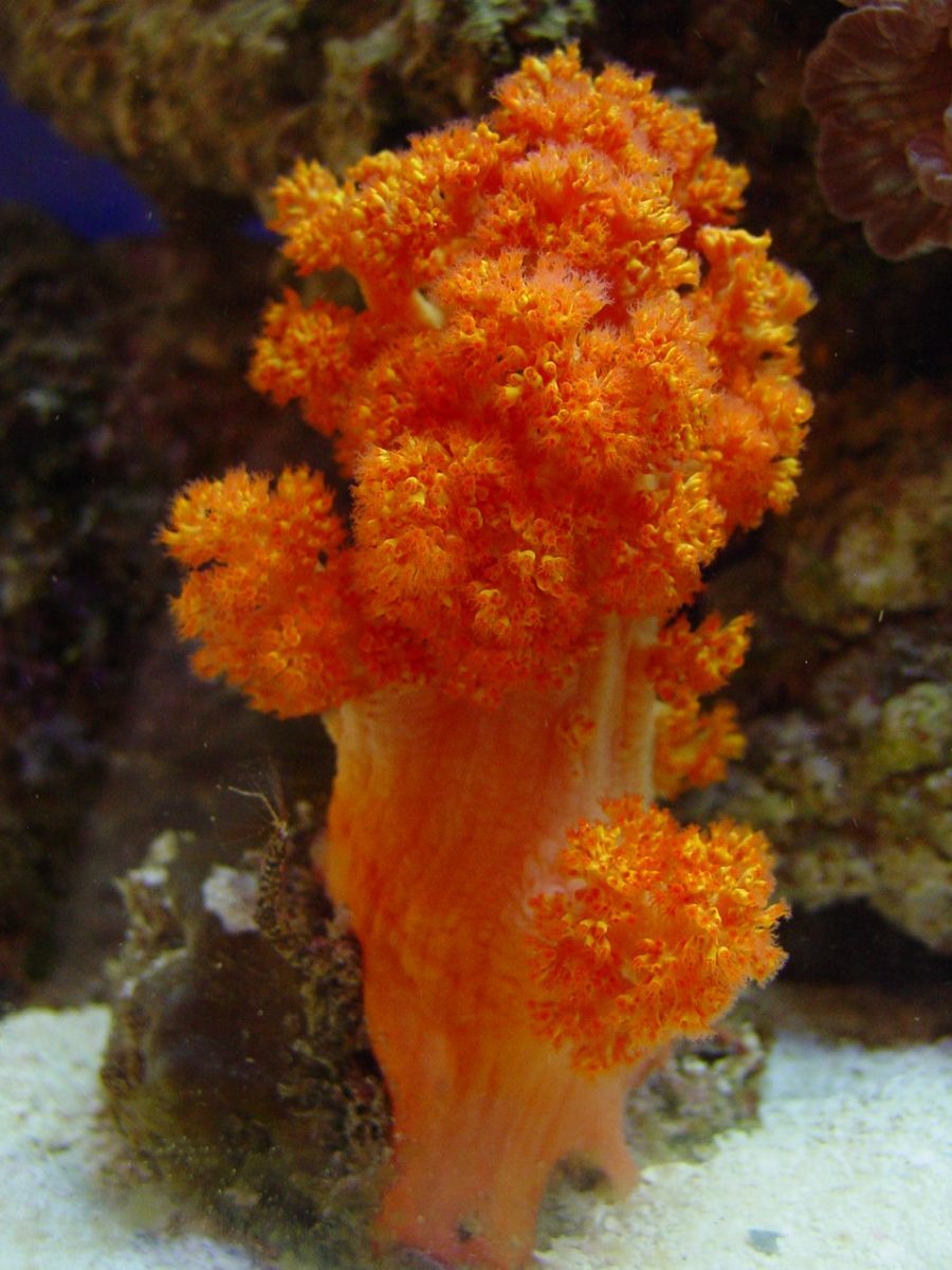 Carnation Coral (Dendronephthya/Nepthea sp.)