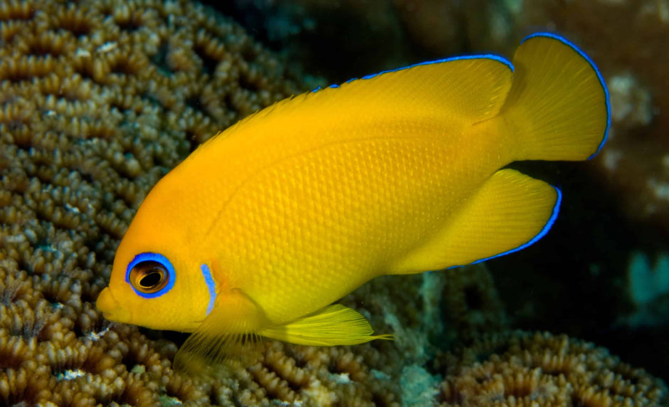 Marine Angelfish – Aquarium Gallery