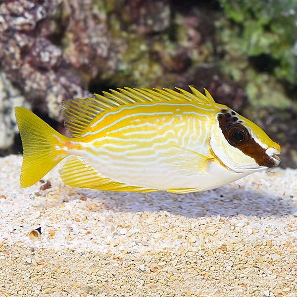 Pasar Rabbit Fish Rabbitfish - Decorated – Aquarium Gallery