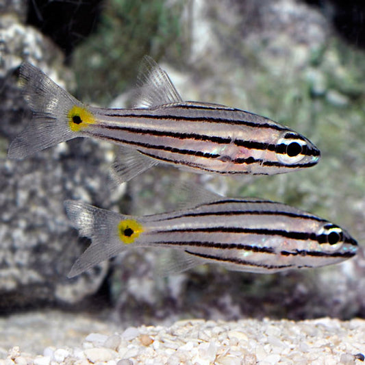 Marine Cardinalfish – Aquarium Gallery