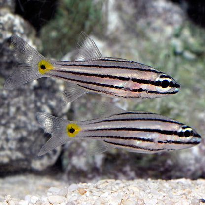 Cardinalfish - Fivelined (Ostorhinchus quinquelineatus)