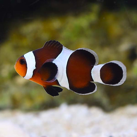 Clownfish - Chocolate/Mocha (Amphiprion ocellaris) *Captive Bred*