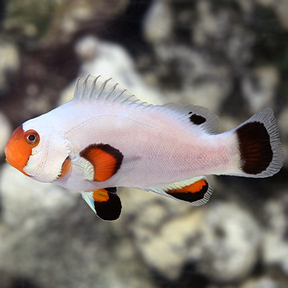 Clownfish - Fancy White (Amphiprion ocellaris) PAIR *Captive Bred*