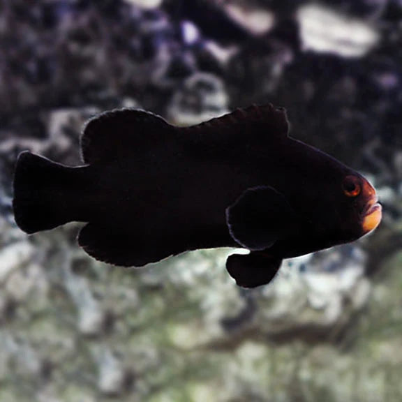 Clownfish - Midnight (Amphiprion ocellaris) PAIR *Captive Bred*