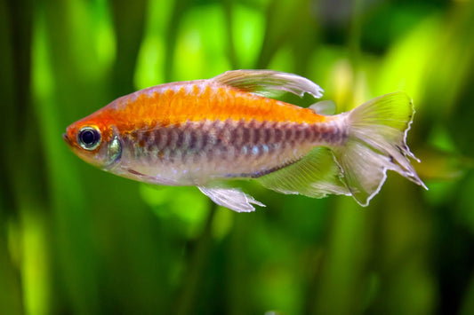 Tetra Congo