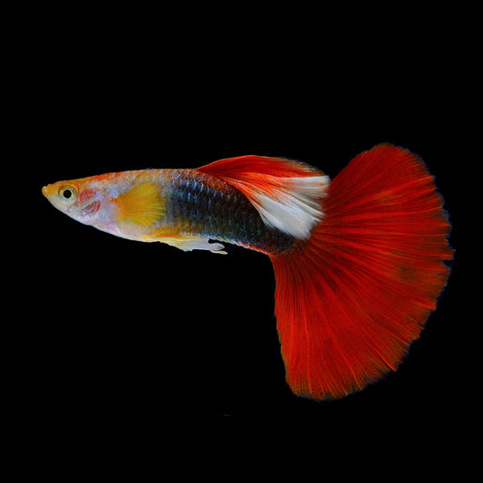 Guppy Male Red Black Rosetail