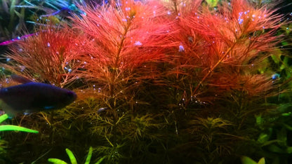 Milfoil - Bronze (Myriophyllum sp. 'Roraimi')