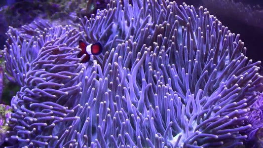 Anemone Magnifica (SPECIAL ORDER ONLY)