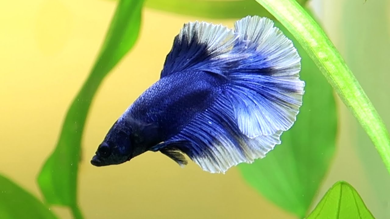 Betta Halfmoon Male - Assorted