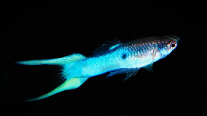 Guppy Japanese Blue PAIR