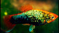Platy Firetail Tuxedo Green