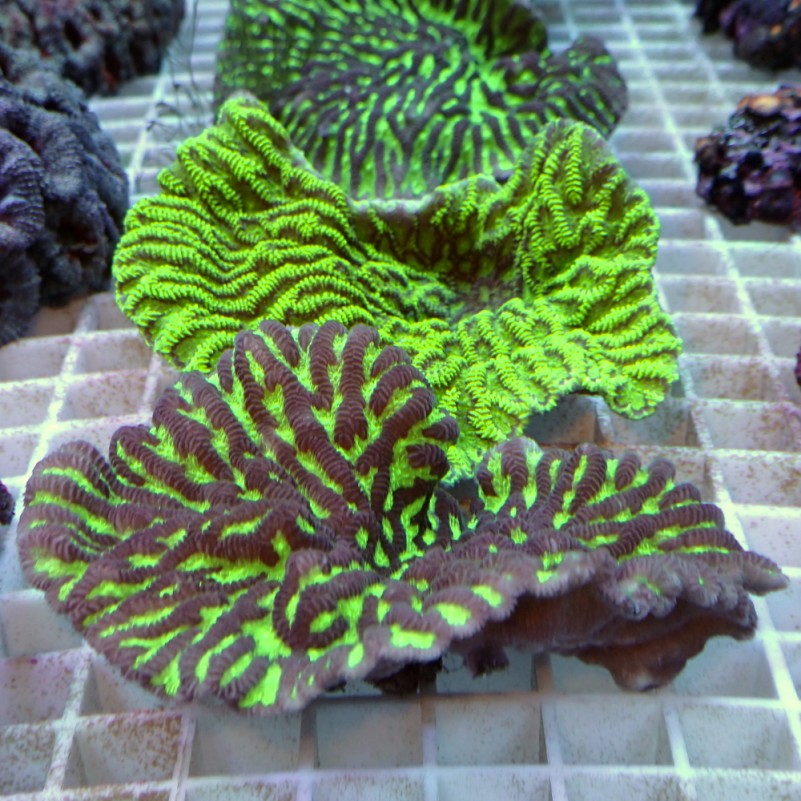 Horn Corals (Hydnophora, Merulina sp.)
