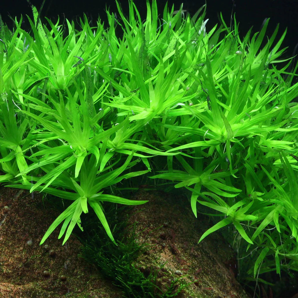 Heteranthera zosterfolia (Water Hedge/Star Grass)