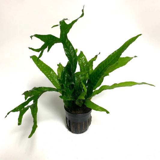 Java Fern - Microsorium pteropus 'Thor's Hammer' (Rare)