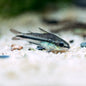 Corydora - Pygmy (Corydoras pygmaeus)