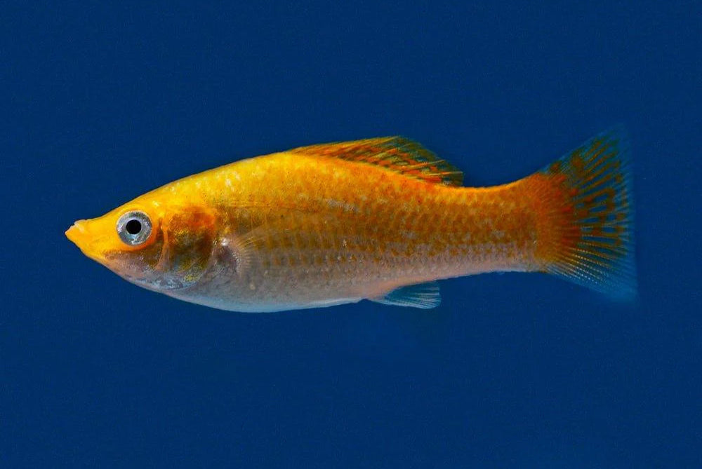 Molly - Neon Orange 5cm