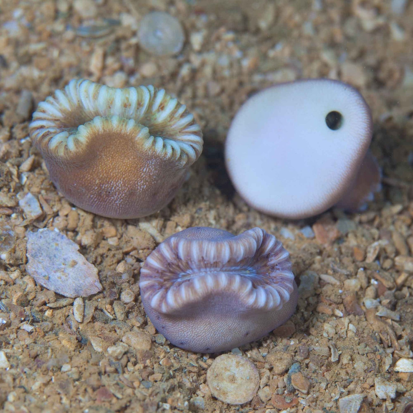 Green Knuckle Bone Coral (Heteropsammia cochlea)