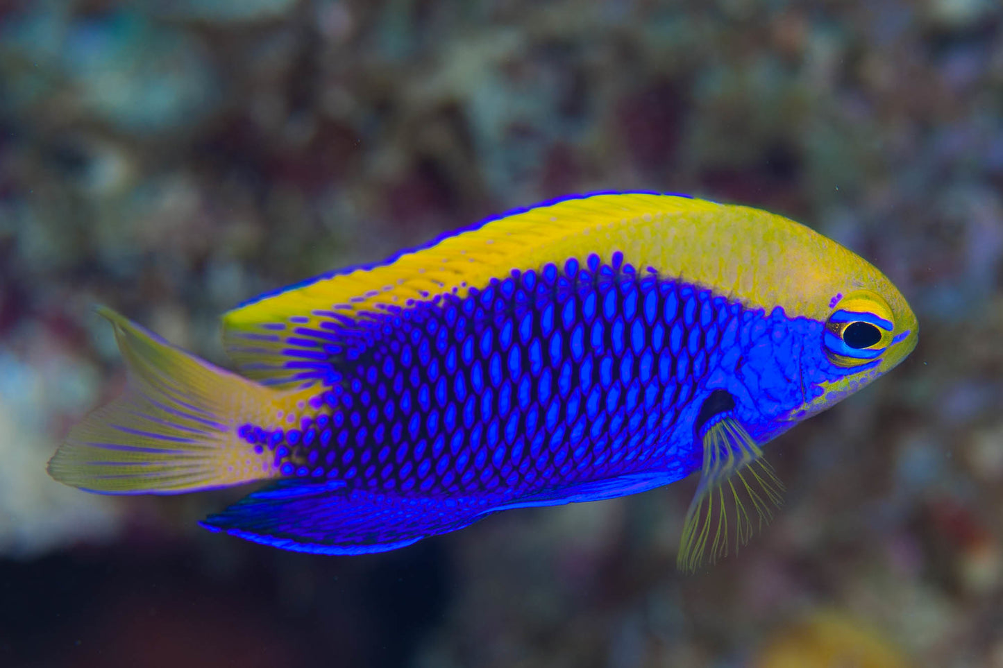 Damselfish - Stark's (Chrysiptera starcki)