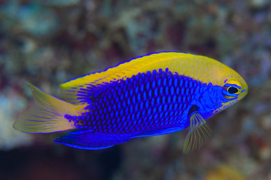 Damselfish - Stark's (Chrysiptera starcki)
