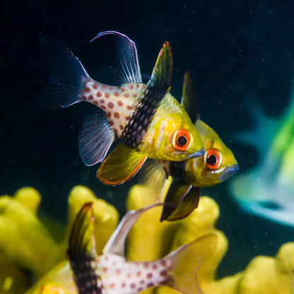 Cardinalfish - Pyjama (Sphaeramia nematoptera) – Aquarium Gallery