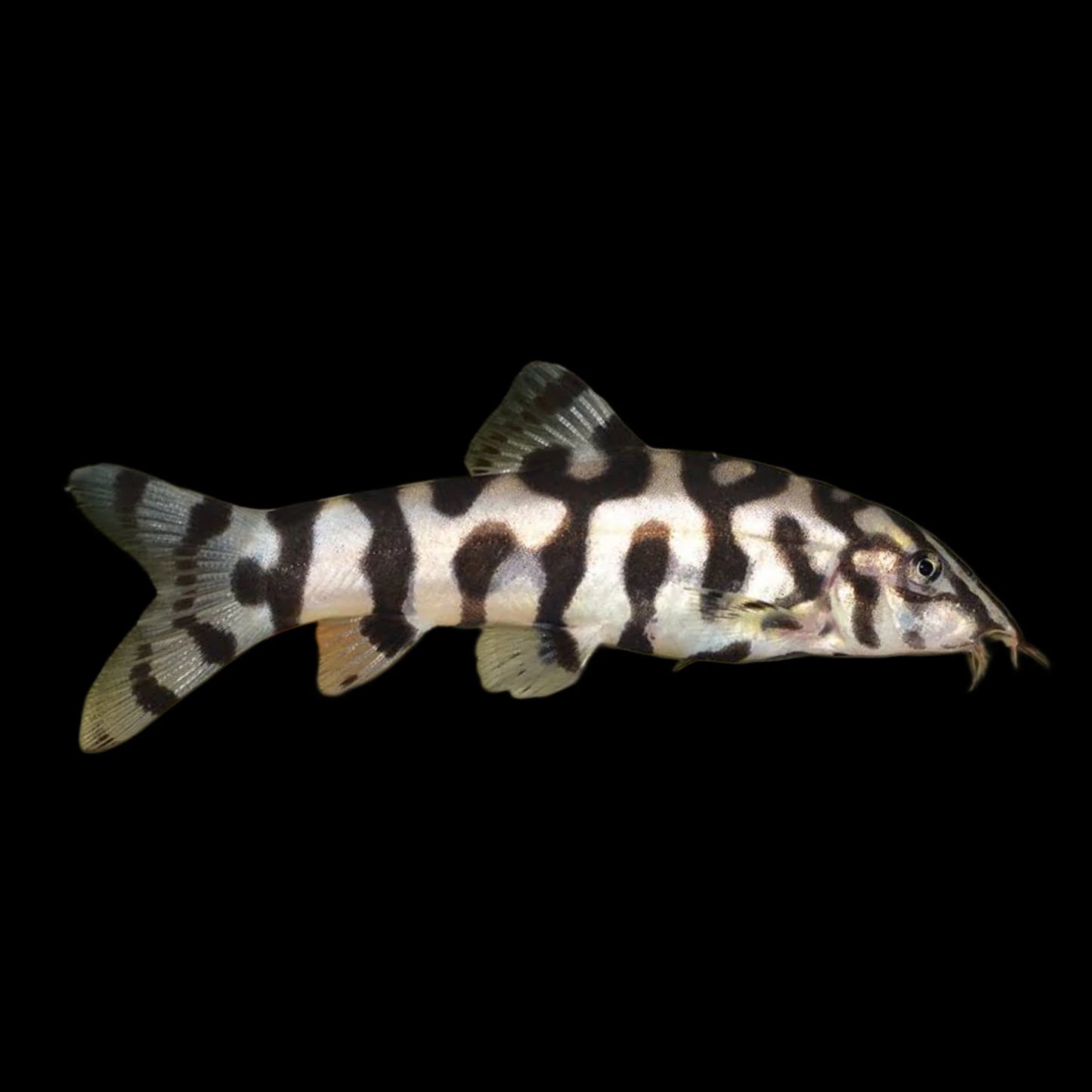Loach - Pakistani/Yoyo (Botia almorhae)