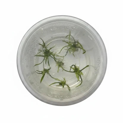 TC Cryptocoryne parva "Rare"