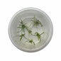 TC Cryptocoryne parva "Rare"