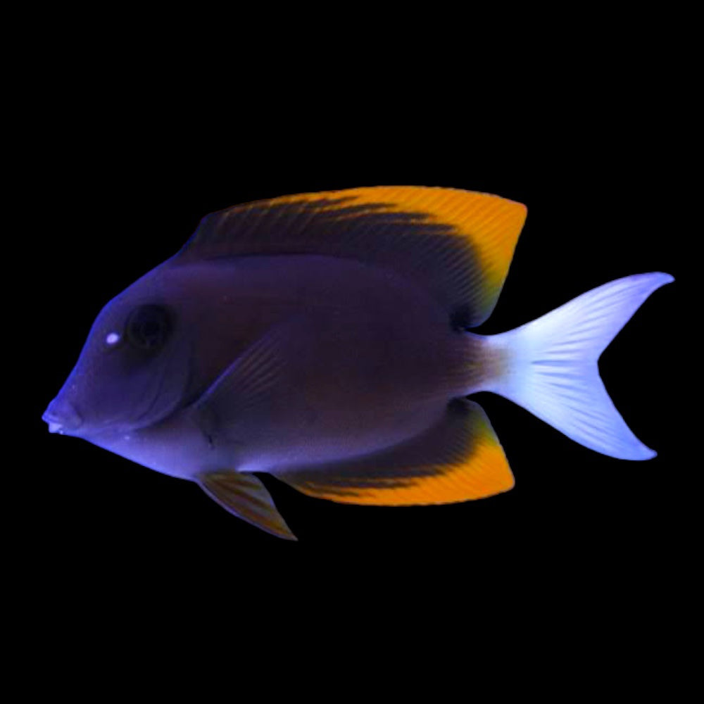 Tang Tomini (Ctenochaetus tominiensis)