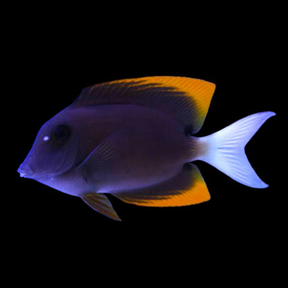Tang Tomini (Ctenochaetus tominiensis)