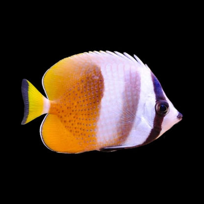 Kleins Butterflyfish (Chaetodon Kleinii)