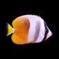 Kleins Butterflyfish (Chaetodon Kleinii)