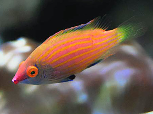 Wrasse - Pelvic Spot (Pseudocheilinops ataenia)