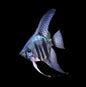 Angelfish Pinoy 6cm