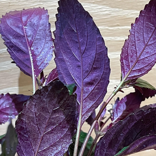 Purple Temple - Marginal/Bog Plant (Not True Aquatic)