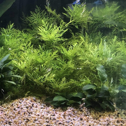 Hygrophila difformis (Water Wisteria)