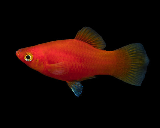Platy Coral Red