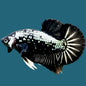 Betta PKHM Black Samurai male