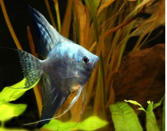 Angelfish Blue Paraiba