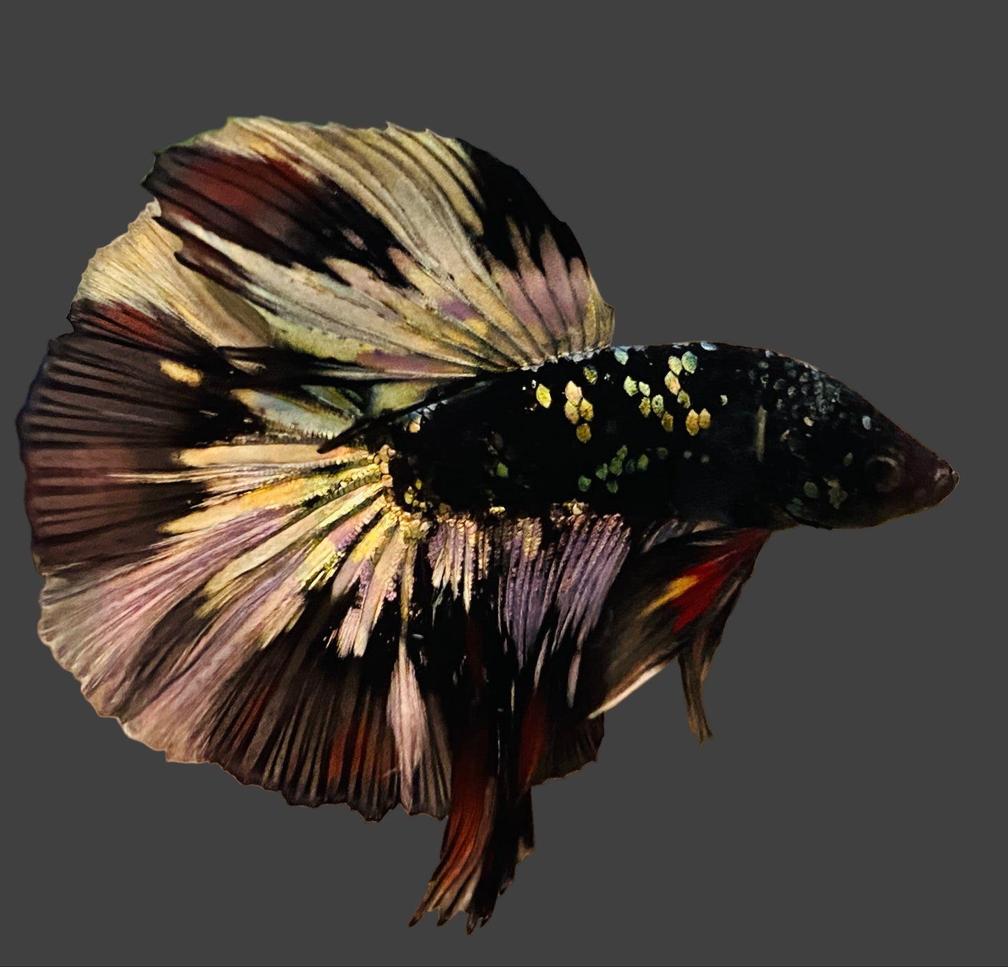 Betta Halfmoon Male - Assorted