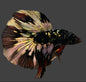 Betta Halfmoon Male - Assorted