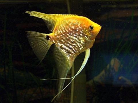 Angelfish Pearlscale