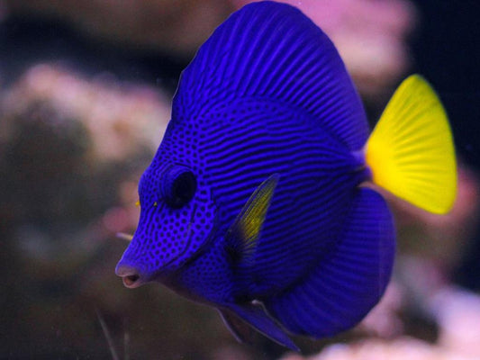 Tang Purple (Zebrasoma xanthurus) "Very Rare"