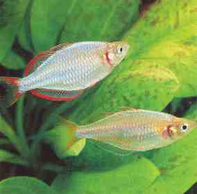 Rainbowfish - Dwarf Neon (Melanotaenia praecox)